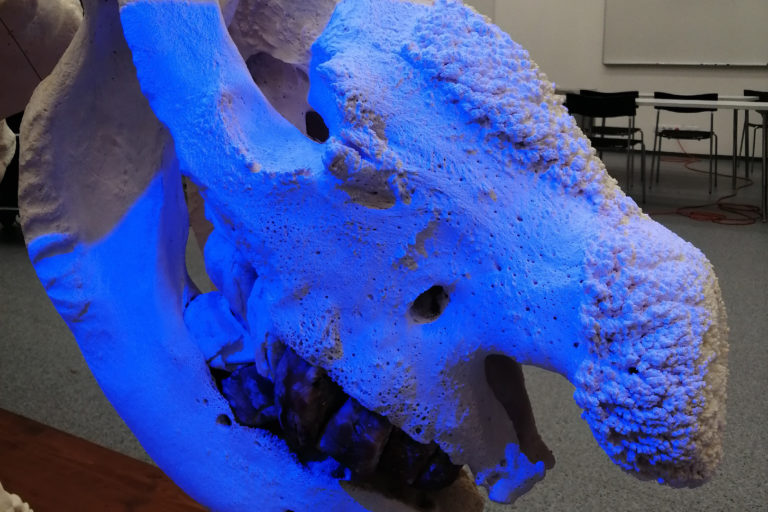 3D skenování lebky posledního nosorožce