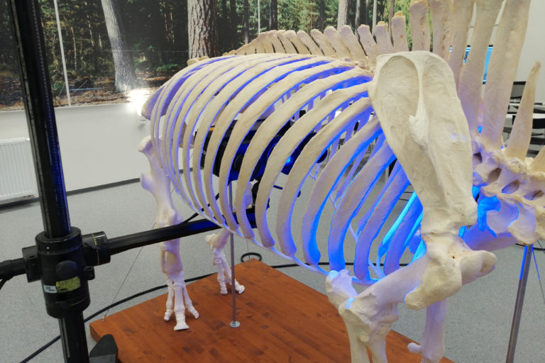 3D skenování kostry nosorožce