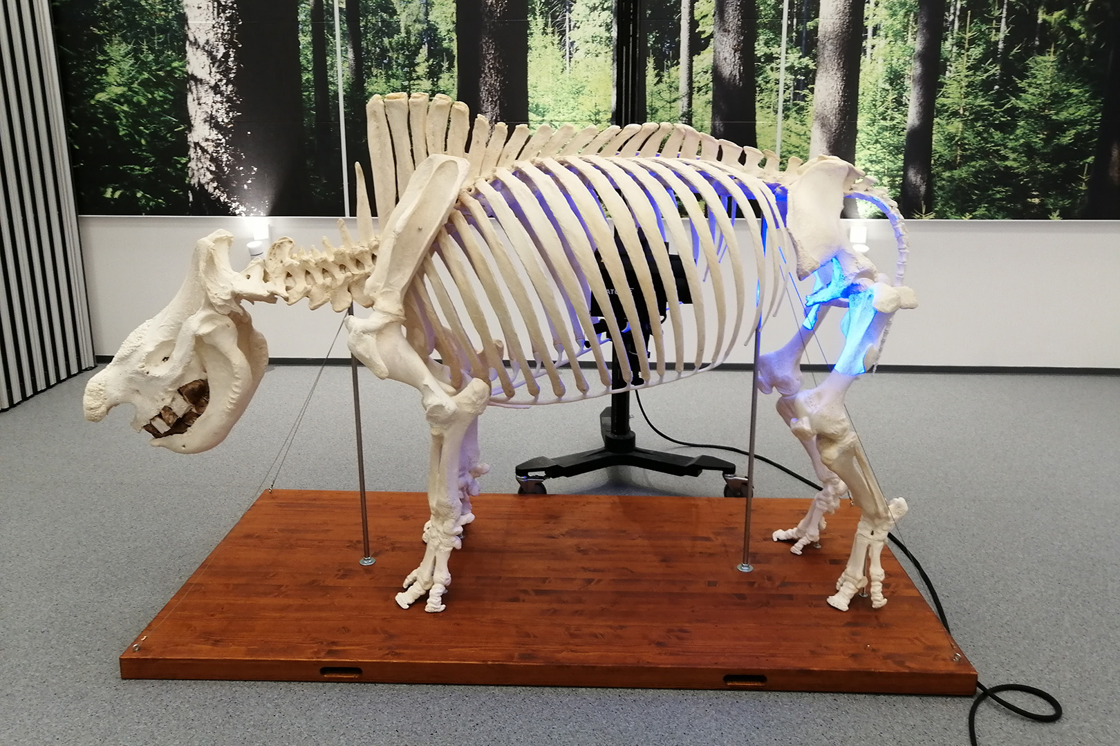 3D skenování nosorožce