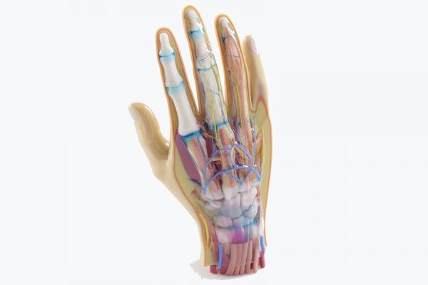 3d tisk digitální anatomie | medicínské modely
